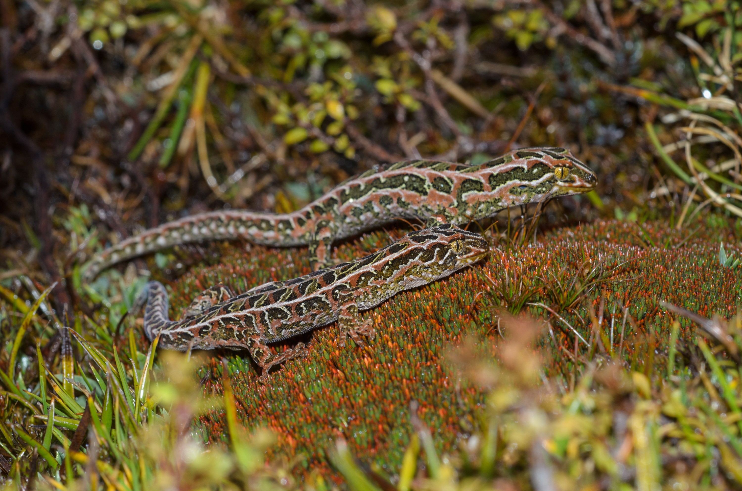 DSC_3011 – Adventure, Crispin, Hoplodactylus, Island, March 2017, National Park, New, New Zealand, Rakiura, South, Stewart, Tukutuku rakiurae, Zealand, amazing, gecko, harlequin gecko, rare, stunning